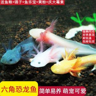 六角恐龍魚可愛嗎(六角恐龍魚不僅外形可愛,還有著獨特的生理特性和易于飼養的優點) 龍魚百科 第1張 六角恐龍魚可愛嗎(六角恐龍魚不僅外形可愛,還有著獨特的生理特性和易于飼養的優點) 六角恐龍魚可愛嗎(六角恐龍魚不僅外形可愛,還有著獨特的生理特性和易于飼養的優點) 龍魚百科 第1張