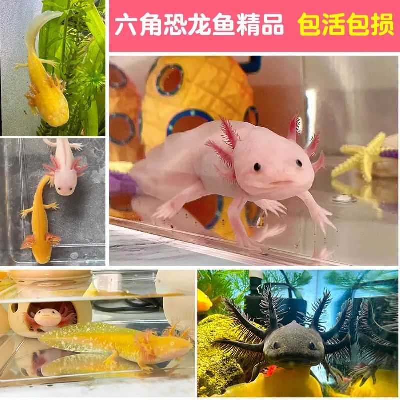 六角恐龍魚可愛嗎(六角恐龍魚不僅外形可愛,還有著獨特的生理特性和易于飼養的優點) 龍魚百科 第3張 六角恐龍魚可愛嗎(六角恐龍魚不僅外形可愛,還有著獨特的生理特性和易于飼養的優點) 六角恐龍魚可愛嗎(六角恐龍魚不僅外形可愛,還有著獨特的生理特性和易于飼養的優點) 龍魚百科 第3張