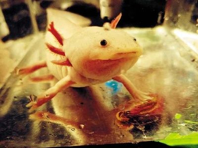 六角恐龍魚可愛嗎(六角恐龍魚不僅外形可愛,還有著獨特的生理特性和易于飼養的優點) 龍魚百科 第4張 六角恐龍魚可愛嗎(六角恐龍魚不僅外形可愛,還有著獨特的生理特性和易于飼養的優點) 六角恐龍魚可愛嗎(六角恐龍魚不僅外形可愛,還有著獨特的生理特性和易于飼養的優點) 龍魚百科 第4張