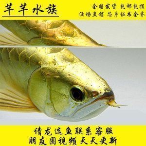龍魚對水質要求高嗎：龍魚吃什么活體魚好養殖-龍魚百科-龍魚吃什么活體魚好