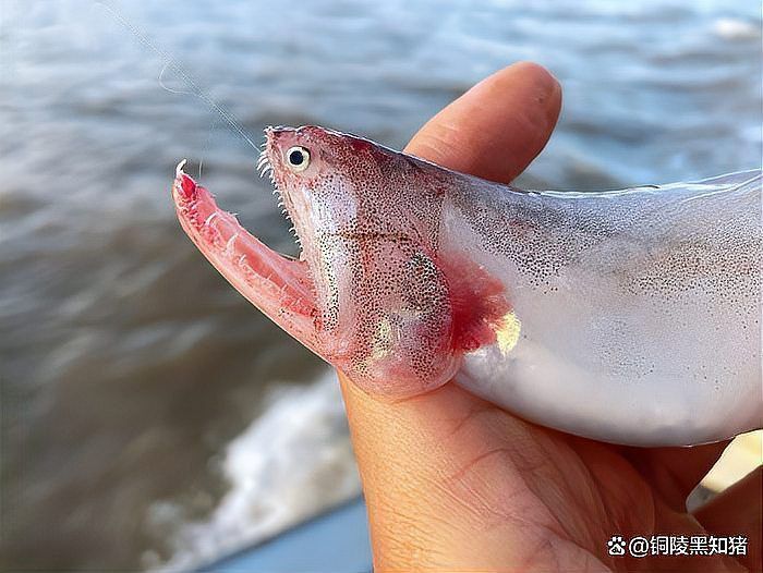 龍騰魚為何要少吃
