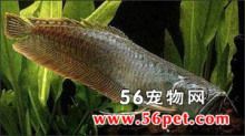 龍魚常見品種飼養與現狀研究方法：龍魚常見品種飼養與現狀研究
