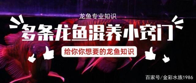 龍魚群養(yǎng)（泰國(guó)虎與龍魚混養(yǎng)注意事項(xiàng)，）