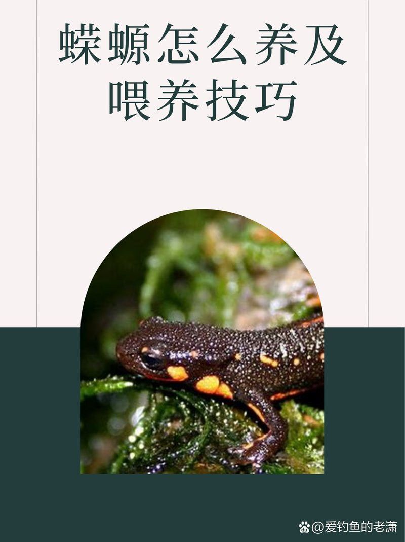 六角龍魚會自己選擇遮蔽物嗎？