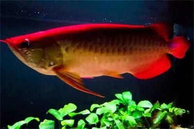 血紅龍魚怎么養才能活的久：血紅龍魚怎么養才能活的久，