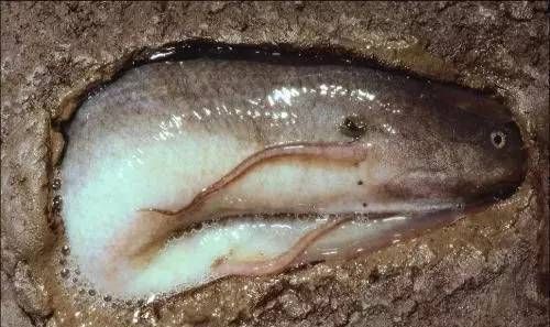 肺魚在進化史上的地位，肺魚在生物進化史上占據著重要地位，它們被認為是相當古老的生物