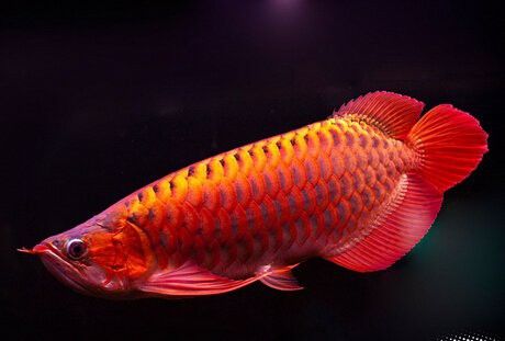 紅龍魚(yú)不適應(yīng)新環(huán)境會(huì)有什么表現(xiàn)？