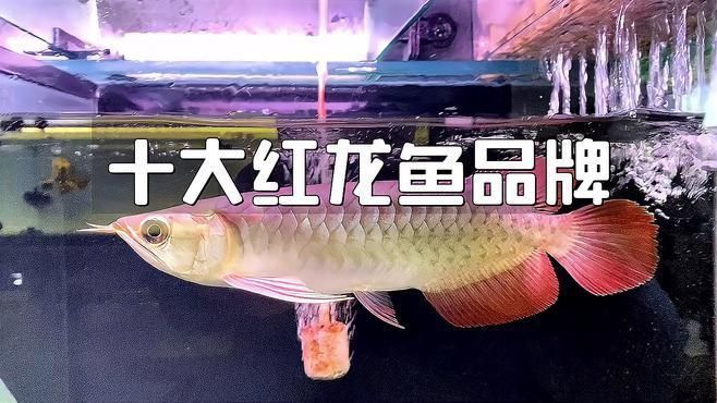 國際紅龍品牌歷史
