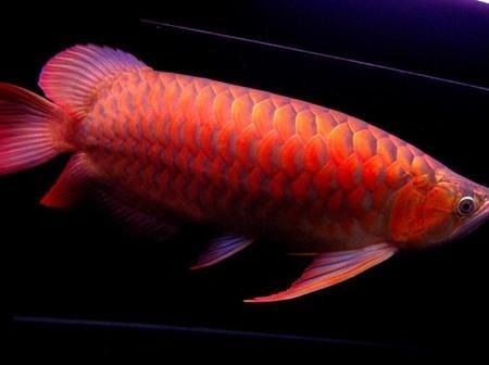紅龍魚(yú)視頻欣賞大全【紅龍魚(yú)欣賞視頻大全】