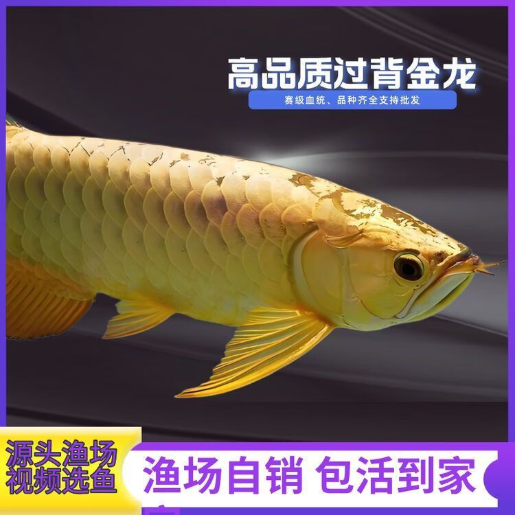過背金龍魚購買渠道推薦