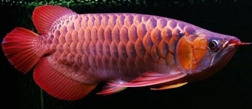 龍魚發貨前停食多少天：龍魚發貨前需要停食幾天