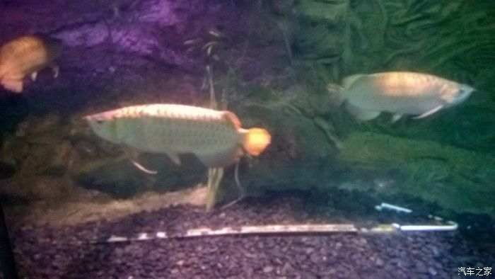 北京金龍魚：金龍魚北京分公司 北京金龍魚：金龍魚北京分公司 龍魚百科 第2張