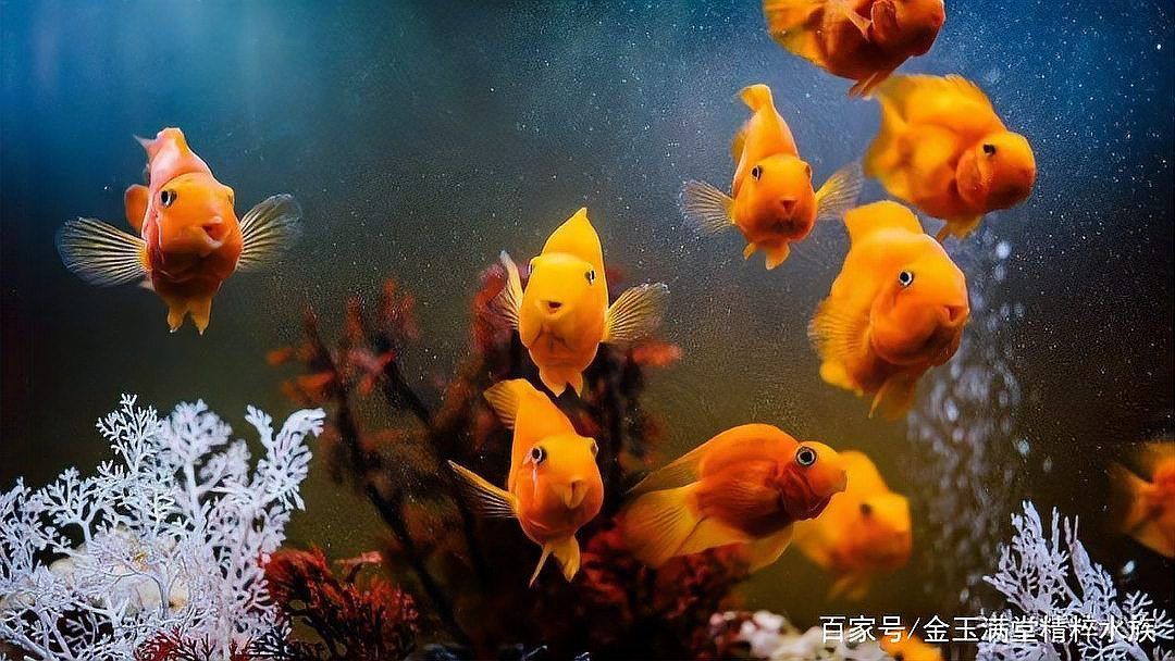 龍魚多久不吃會餓死