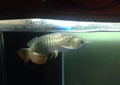 紅龍魚 龍魚晚上開燈好還是關(guān)燈好:龍魚晚上是否應(yīng)該開燈? 龍魚百科 龍魚晚上開燈好還是關(guān)燈好:龍魚晚上是否應(yīng)該開燈? 龍魚晚上開燈好還是關(guān)燈好:龍魚晚上是否應(yīng)該開燈? 龍魚百科