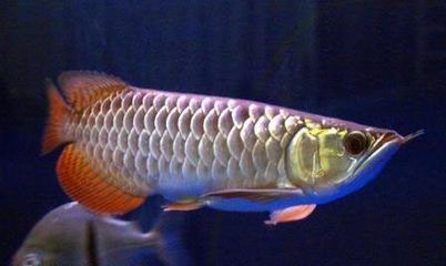 龍魚怎么喂小魚（如何喂養龍魚小魚）