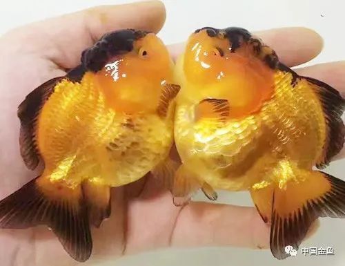 如何提高龍魚繁殖成活率？