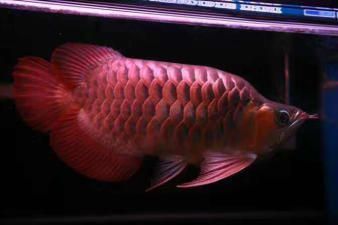 金龍魚用黑缸養好還是藍缸養好呢，金龍魚使用黑缸和藍缸養的優點和缺點和缺點