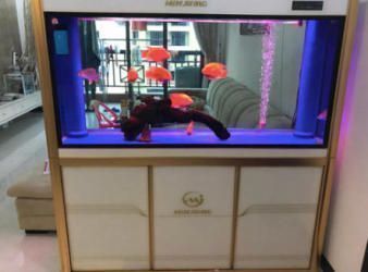 金龍魚用黑缸養好還是藍缸養好呢，金龍魚使用黑缸和藍缸養的優點和缺點和缺點