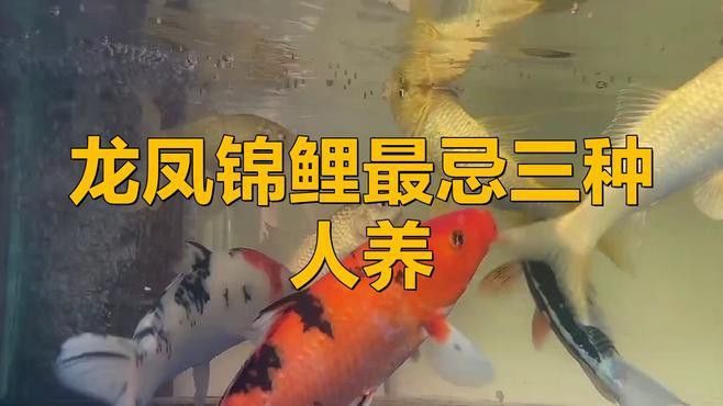 如何預防龍鳳魚疾病？