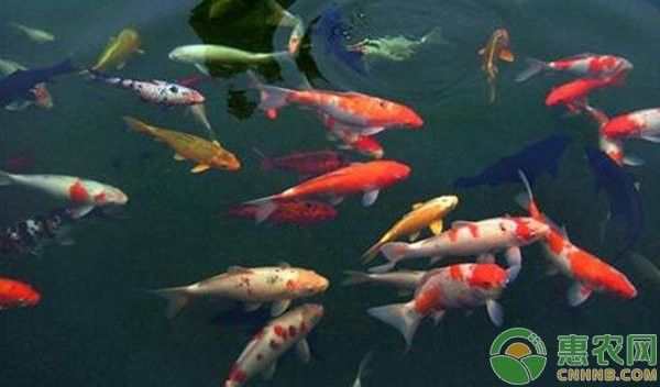 如何預防龍鳳魚疾病？