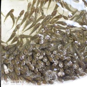 龍魚幼苗吃什么：龍魚幼苗在不同成長階段的喂食建議