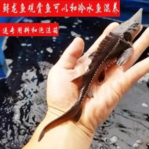 龍魚幼苗吃什么：龍魚幼苗在不同成長階段的喂食建議