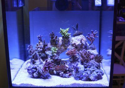 養(yǎng)金龍魚好還是紅龍魚好：養(yǎng)金龍魚好還是紅龍魚好，