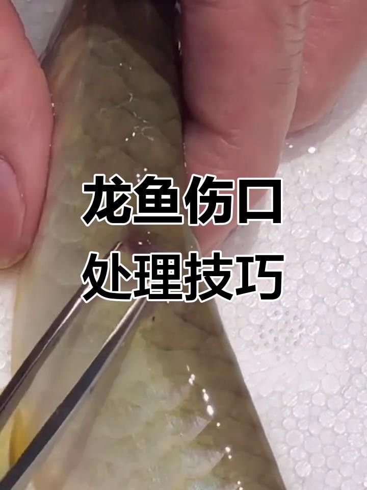 龍魚鱗片拔除后如何預防感染？