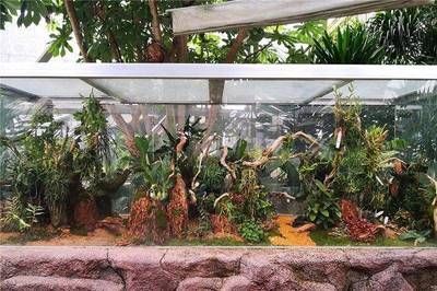 龍魚缸內植物配置技巧：龍魚缸植物配置技巧