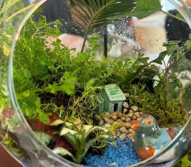 龍魚缸內植物配置技巧：龍魚缸植物配置技巧
