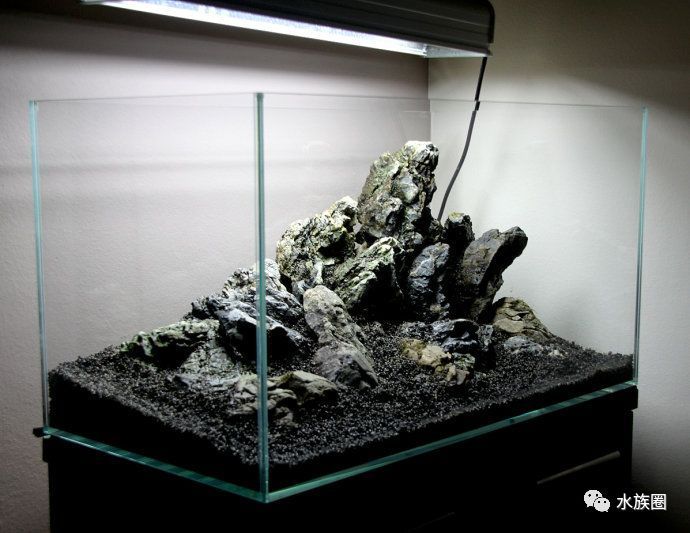 龍魚缸內植物配置技巧：龍魚缸植物配置技巧