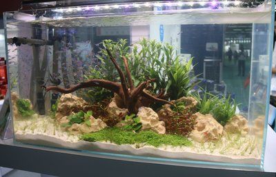 龍魚缸內植物配置技巧：龍魚缸植物配置技巧