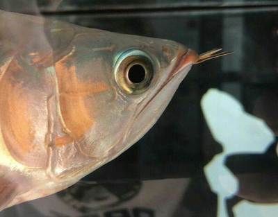 紅龍魚30公分有幾個月（紅龍魚30公分時的生長速度與體長的關系，紅龍魚的生長速度與體長）
