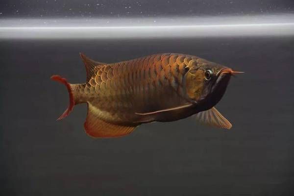 龍魚喂草魚苗，龍魚與草魚苗的共生養(yǎng)殖提供了科學依據(jù)和實踐指導