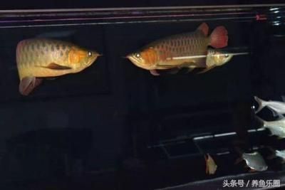 朋友圈發(fā)龍魚怎么說：在朋友圈發(fā)布關于龍魚的內容時