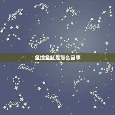 龍魚能把魚缸撞破嗎：龍魚不會(huì)把魚缸撞破嗎？