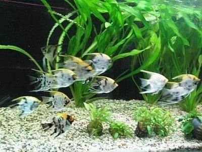 銀龍魚苗飼養環境要求：銀龍魚苗的飼養方法