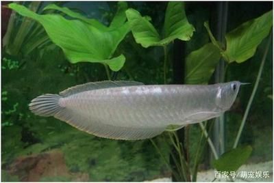 銀龍魚苗飼養環境要求：銀龍魚苗的飼養方法