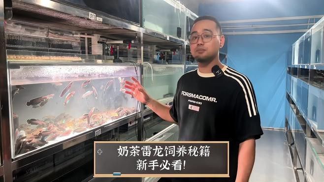 哪里可以找到雷龍魚的養殖技巧？