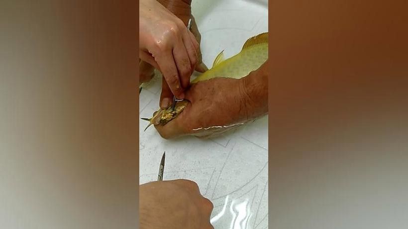 龍魚掉眼手術教程圖解