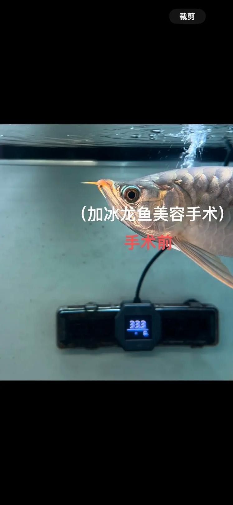 龍魚掉眼手術教程圖解