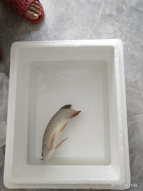 龍魚掉眼手術教程圖解
