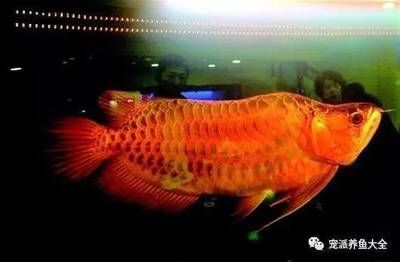 世界上最大的紅龍魚有多重多少噸：世界上最大的紅龍魚，長達170厘米，重達200噸
