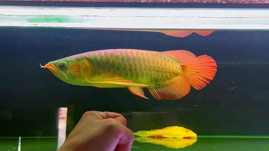 紅龍魚吃什么最好養(yǎng)活圖片