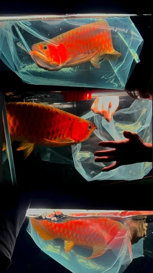 紅龍魚吃什么最好養(yǎng)活圖片