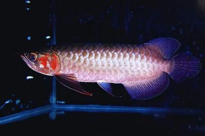 龍魚多久驅蟲一次：龍魚春季驅蟲注意事項