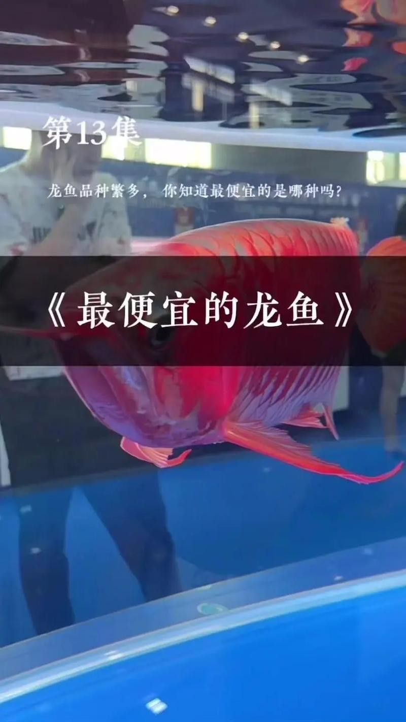 山西龍魚價格最新行情圖片大全