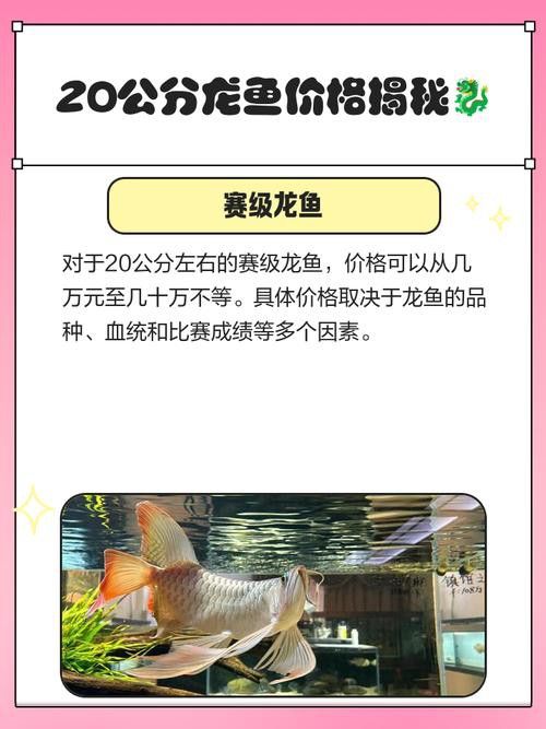 山西龍魚價格最新行情圖片大全