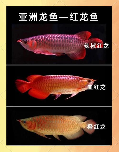 山西龍魚價格最新行情圖片大全