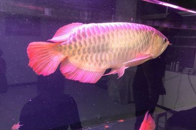 金龍魚燈光開多長時(shí)間（金龍魚燈光的開燈時(shí)間）